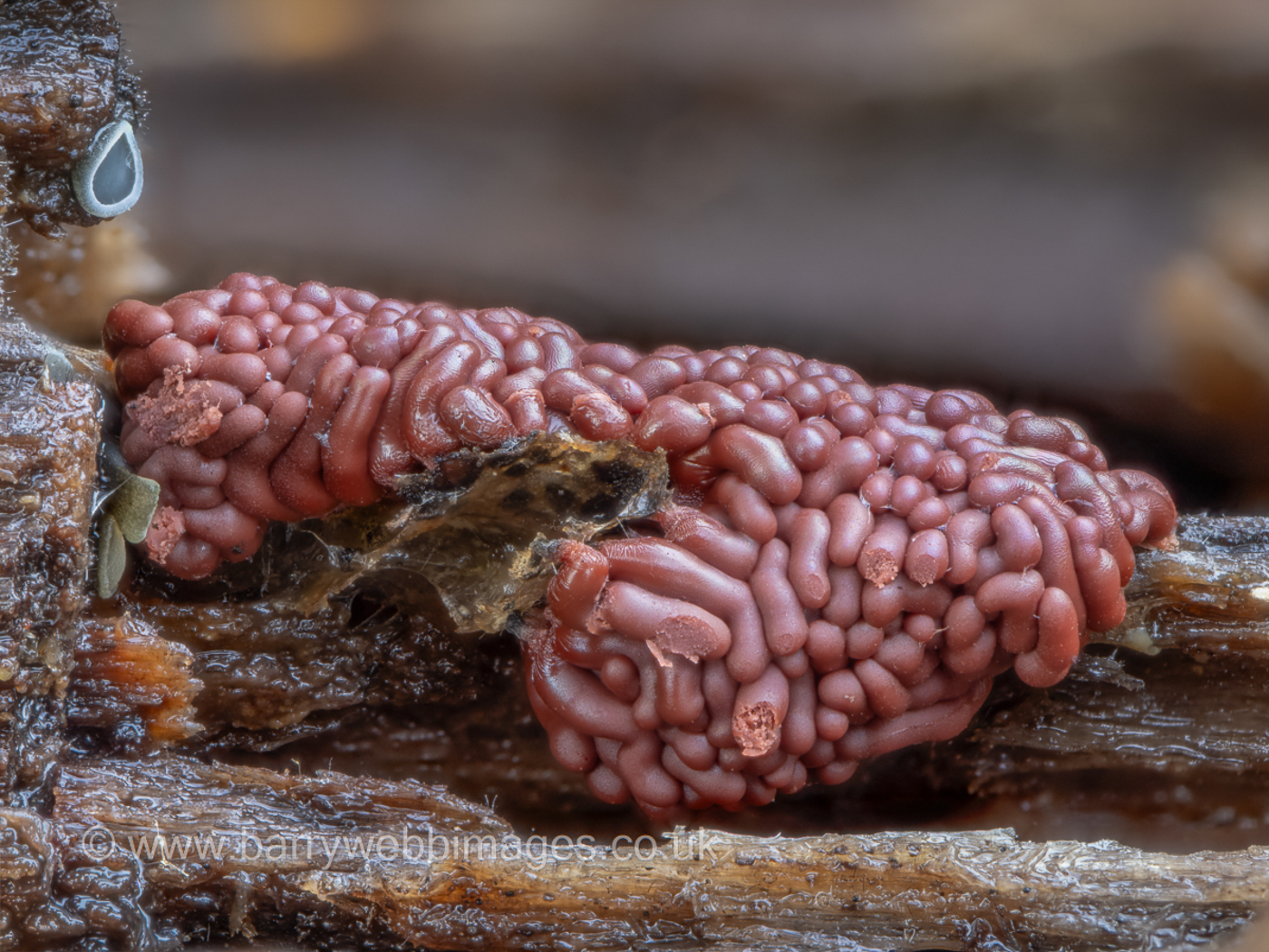 Photo © Barry Webb Arcyria stipata by Barry Webb